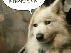 [석감] 감초 짝사랑1