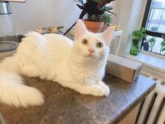 페페, 컵케잌, 식물등!