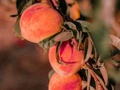 오렌지 빛 여름