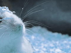 Animum fortuna sequitur.