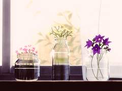 카스텔리 레니카 27세