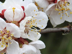 [카오안즈] 여우비