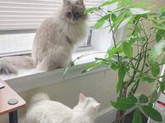 분갈이 하는 노인