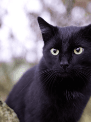 네로의 검은 고양이