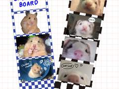 [굿노트] 체커보드 인생네컷