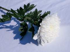 [나연윤건] 만들어진 사람