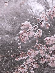 히트맨리본 드림