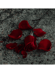 세레나 마법 아카데미