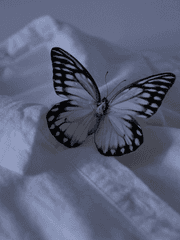 찬란하고 자유로운 나비