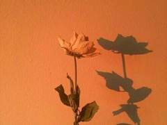 우리가 헤어져야 하는 이유 中