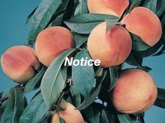 기존 코하른 포스타입 재정비 안내