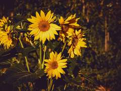 [히마와리 이로하 / XX / 17]