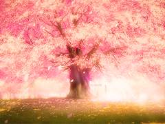 🌸 0564335 Cherry blossom