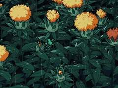 🌼 Marigold 246437