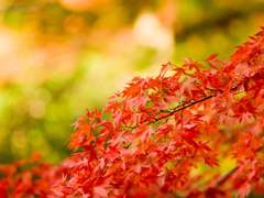 [종려타르]그늘 아래