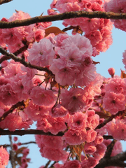 RPM-이형종 보호 감찰 일지_桃花