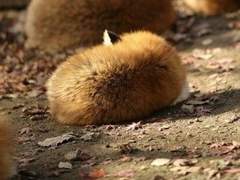 Little foxrest - Fall