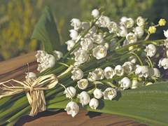 [Ferdinand bloem / 남 / 22 / Rivera Daniel]