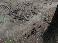 알프스의 혈점, 그리고 한라산 (1)