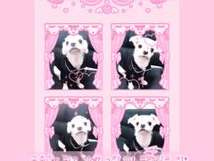 공주 네컷 프레임 ♡