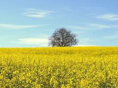 나라하시 마야 / 22