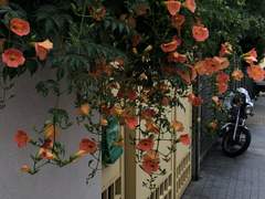 따끔한첫사랑의유사어는샛노란여름