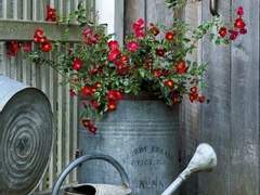 <화분>/이병률/시 읽기/이도은