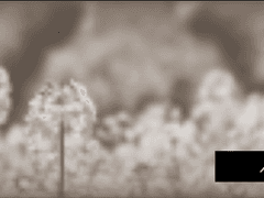 Dear, can you here me?