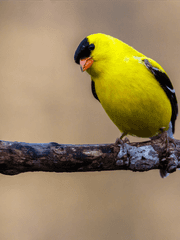 쫌 덜 달달한 웹소설이야