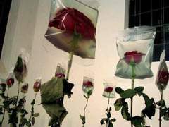 백색 경예의 초음