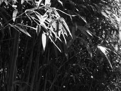 어느 불멸자의 일기