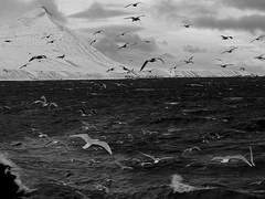 [ 알리벨 카스토르 / XY / 26 | 캘리스터스 C. 크레이튼 ]