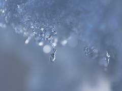 [쿠니쵸기] icedrop