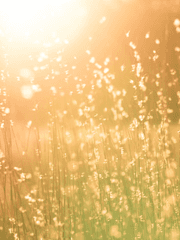 빅토리아 아나스타샤