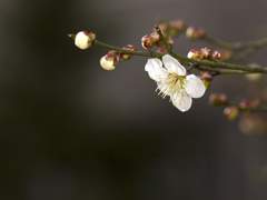 [당보청명] 寒徹骨撲鼻香