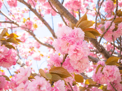 동백 만개할 무렵,