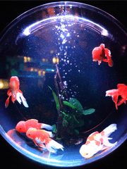 수월가(水月歌)