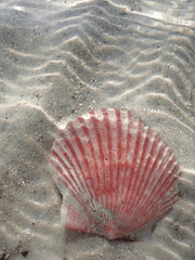 깊은 바닷속에 가라앉은