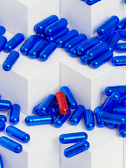 여름의 피조물들