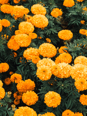 통행금지! 거울 세계입니다!!