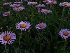 나래 / 19 / XX / 다도부