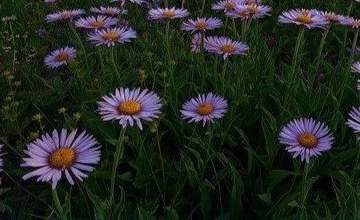 나래 / 19 / XX / 다도부