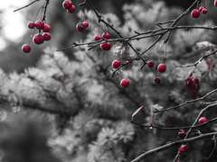 무뎌지지 않는 칼날로서