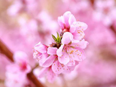 꽃의 편애 받아 열화 틔워내니.