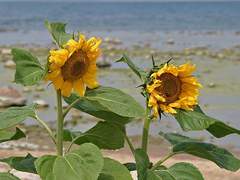 변치 않는 따스한 햇살처럼