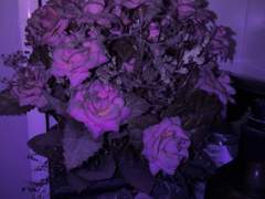 혼자 있기엔 너무 무료해서 말이야