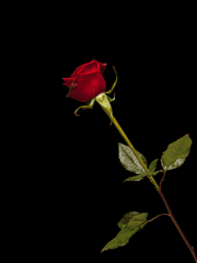 붉은 장미 한송이