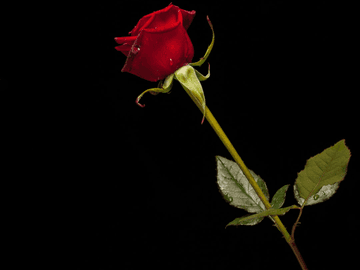 붉은 장미 한송이 - 11화