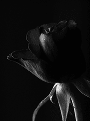 [신의탑]별의 추락