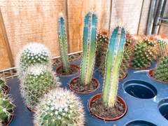 소소한 식물 일기맨